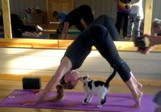 妹纸选了一家有猫老师的瑜伽课猫竟这样动手动脚网友：道德呢？地址呢？(图1)
