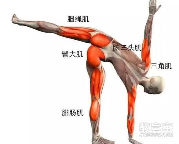 瑜伽体式解剖图告诉你瑜伽体式该练习哪里(图2)