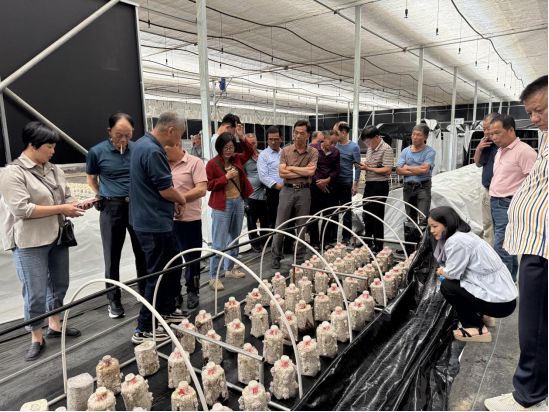 专家高效传授助力特色食用菌产业提质增效南平市农科所科研基地迎来龙海区食用菌研学团(图3)