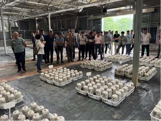 专家高效传授助力特色食用菌产业提质增效南平市农科所科研基地迎来龙海区食用菌研学团(图2)