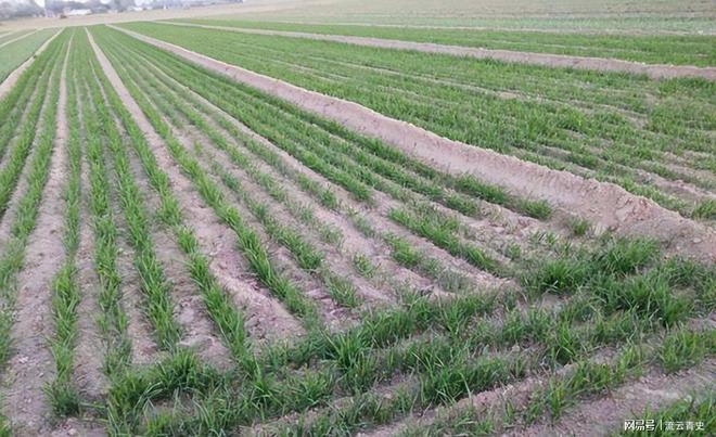 早寒露冻死牛晚寒露穿单衣今日今年冬天会很冷吗？(图5)