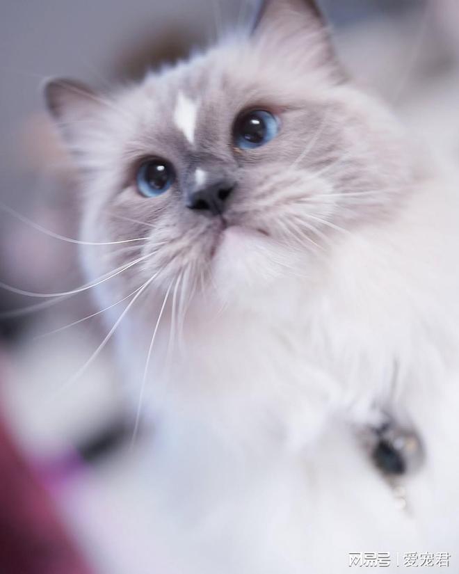 如何在不吼不崩溃的情况下应对猫咪抓挠家具或突发呕吐(图1)