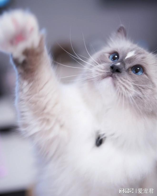 如何在不吼不崩溃的情况下应对猫咪抓挠家具或突发呕吐(图3)