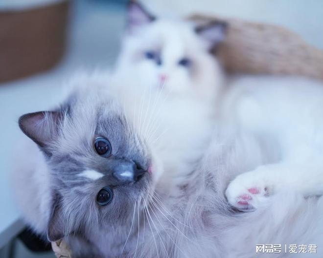 如何在不吼不崩溃的情况下应对猫咪抓挠家具或突发呕吐(图5)