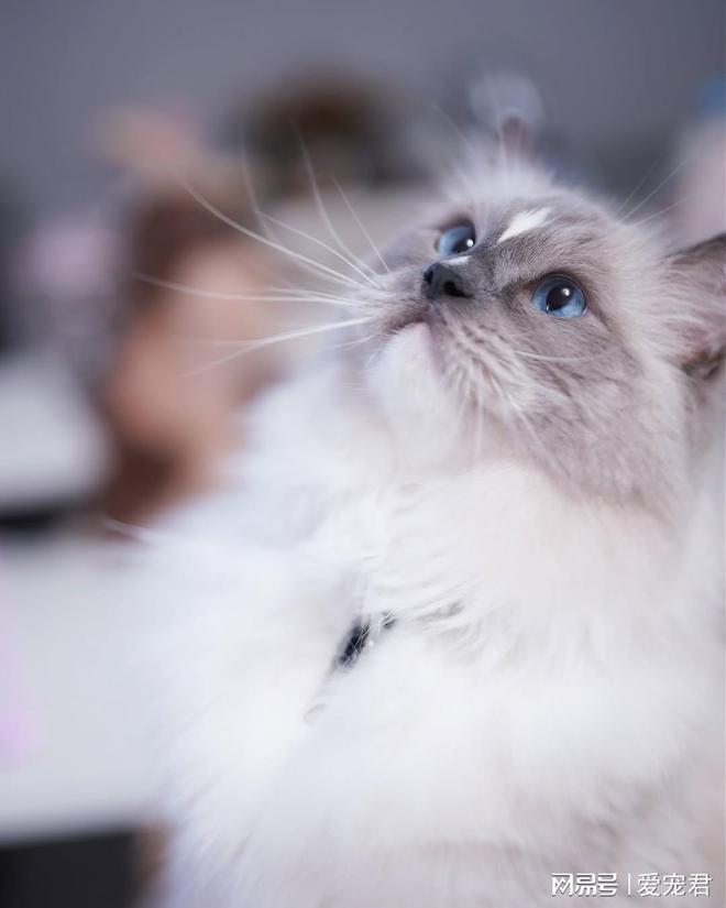 如何在不吼不崩溃的情况下应对猫咪抓挠家具或突发呕吐(图2)