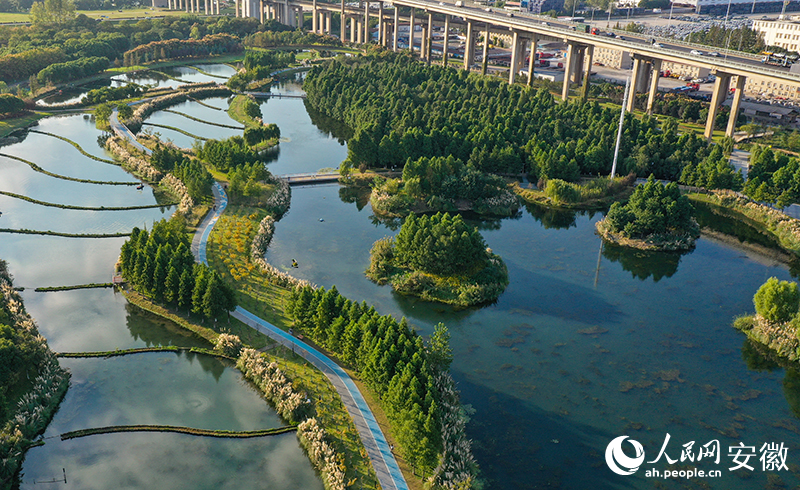 芜湖焕新①朱家桥尾水净化生态公园：有“颜”更有“料”(图5)