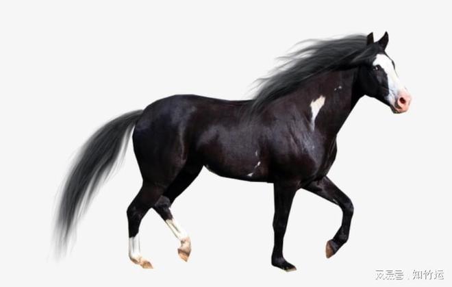 2026年马年本命年什么讲究(图1)