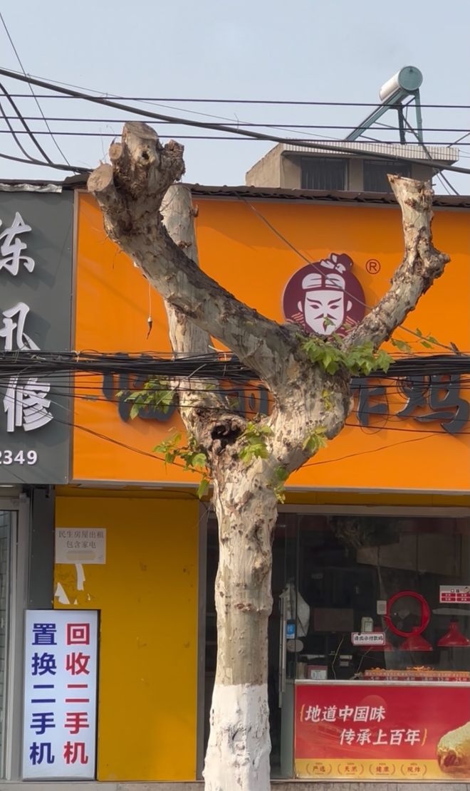 艺树大师！炸鸡店门口的树一夜成了“顶流”。网友：这姿势我练不来！(图1)