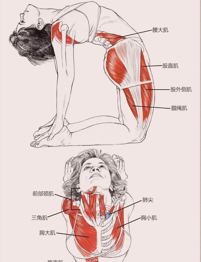 一篇文章帮你梳理瑜伽老师必学的瑜伽解剖学基础知识（熟记）(图1)