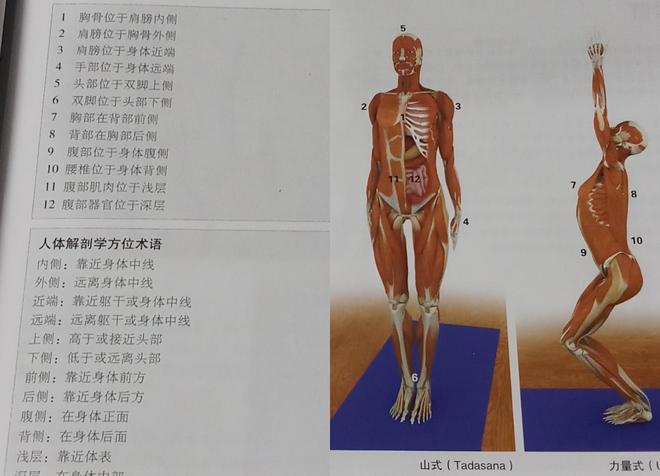 一篇文章帮你梳理瑜伽老师必学的瑜伽解剖学基础知识（熟记）(图4)