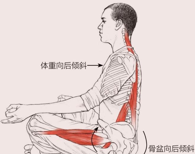一篇文章帮你梳理瑜伽老师必学的瑜伽解剖学基础知识（熟记）(图5)