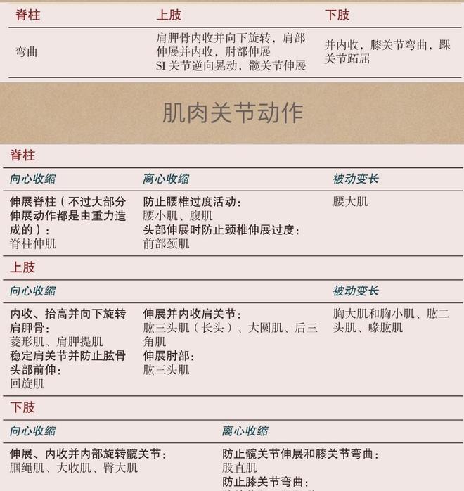 一篇文章帮你梳理瑜伽老师必学的瑜伽解剖学基础知识（熟记）(图7)