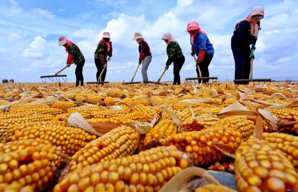 种业大事件丨甘肃、广东、安徽、海南、黑龙江等地有啥新动作?(图1)