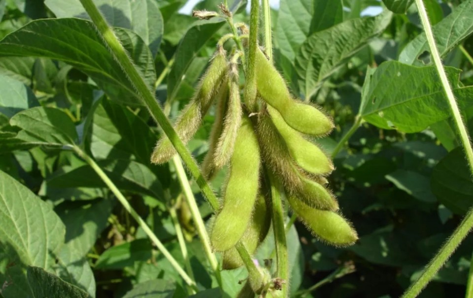 种业大事件丨甘肃、广东、安徽、海南、黑龙江等地有啥新动作?(图2)